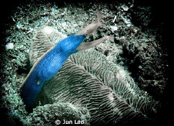 ribbontail caught me off guard while on a dive at twin ro... by Jun Lao 